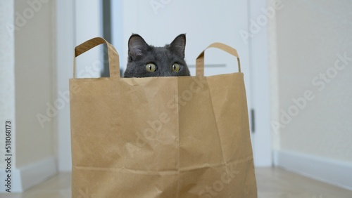 Yellow cat eyes peek out of a paper bag. Funny cat who hid in a bag from the supermarket. A gray cat sits in a bag and looks intently. The muzzle of a gray cat that looks out of the package