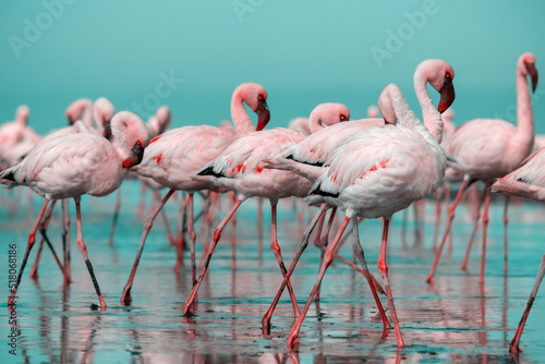 Wild african birds. Group birds of pink  flamingos  walking around the blue lagoon on a sunny day © Yuliia Lakeienko