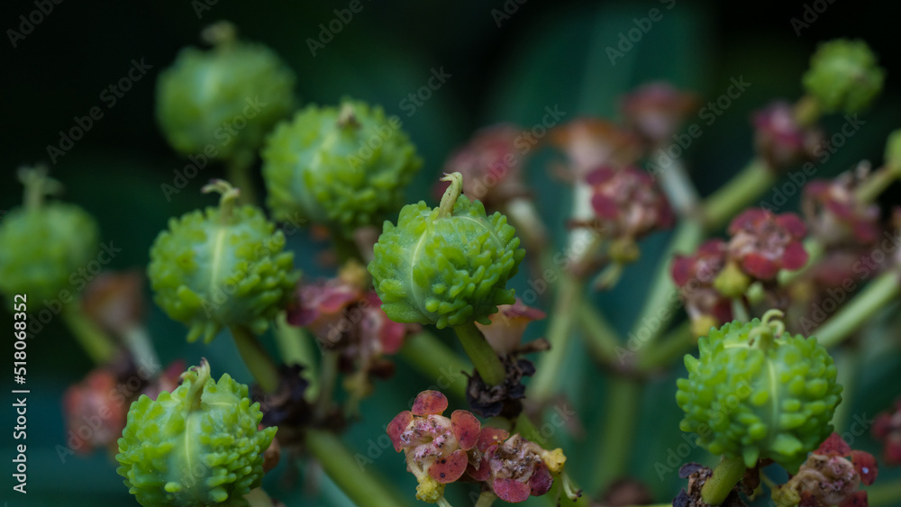 Honey Spurge Seed Pod
