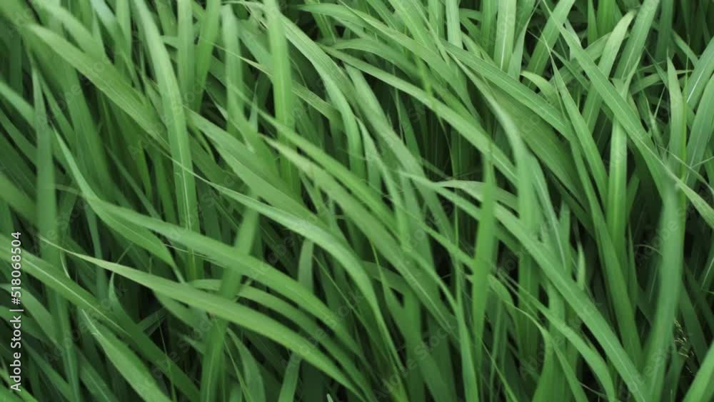 Grass in the wind. Long green grass sways in a light breeze. Calmness, nature, lightness concept. Grass in the wind. Long green grass sways in a light breeze. Calmness, nature, lightness concept.