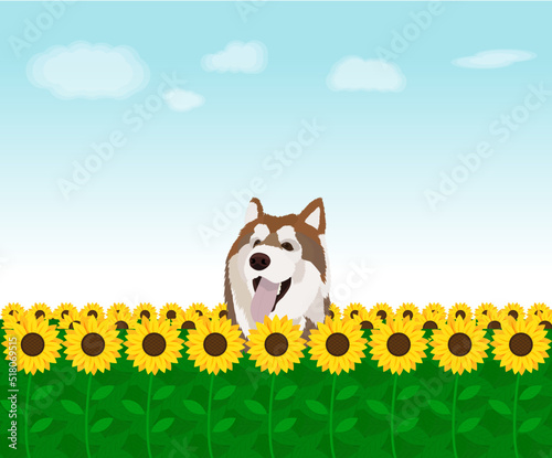 siberian husky in sunflower garden