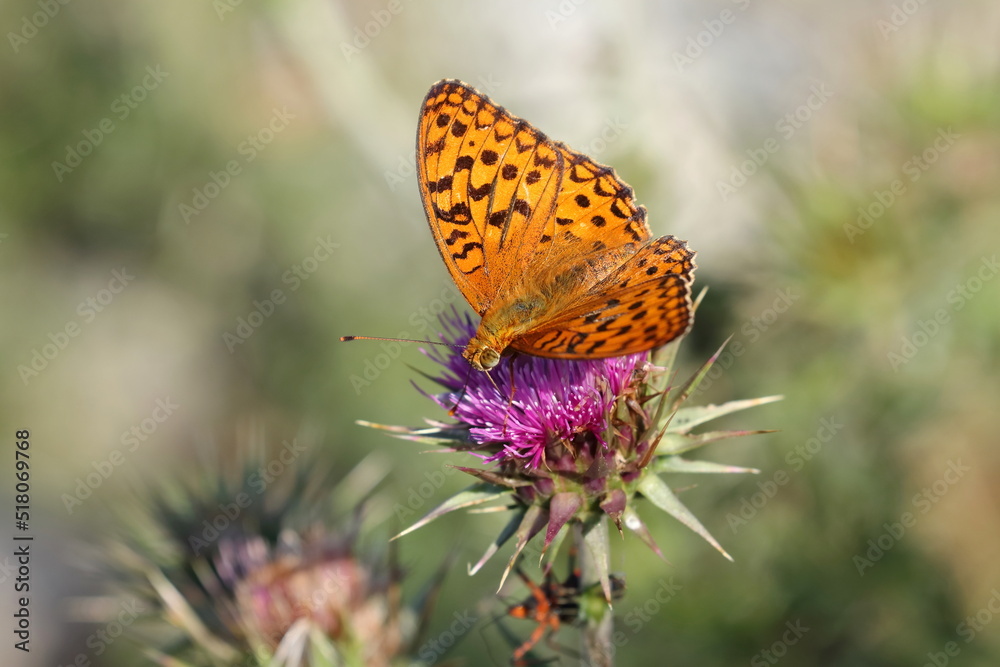 Orange butterfly on flower, plant pollination Orange butterfly on flower, plant pollination