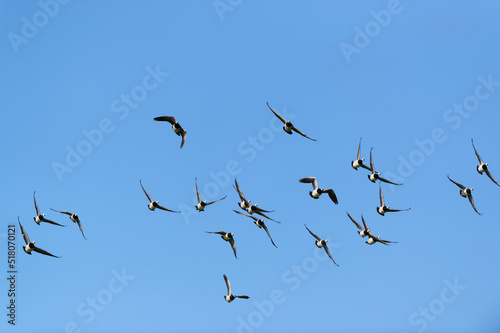 Fototapeta Flying geese in blue sky