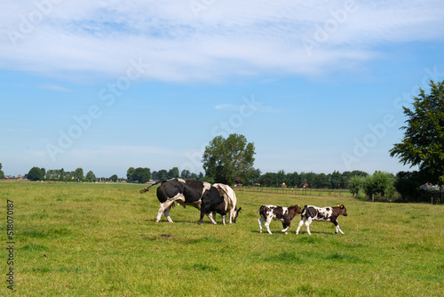 Cows in the meadows
