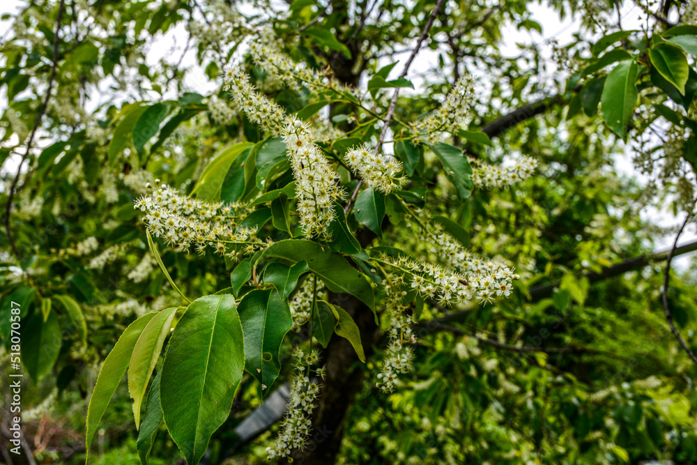 White inflorescence of Bird cherry White inflorescence of Bird cherry