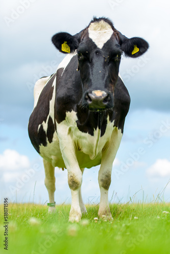 Portret of a Dutch cow in pasture (01) photo