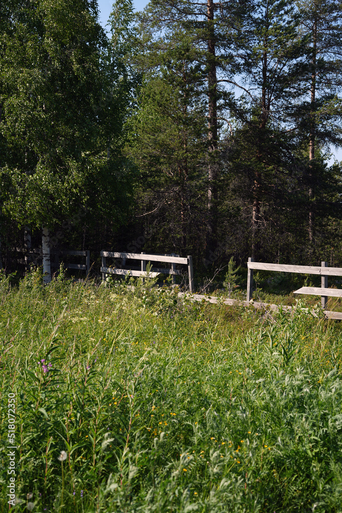 Summer meadow, gate to the forest. Summer meadow, gate to the forest.