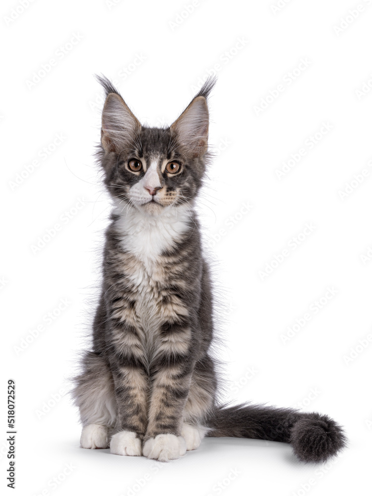 Blue tabby Maine Coon cat kitten, sitting up facing front. Looking towards camera. Isolated on a white background.