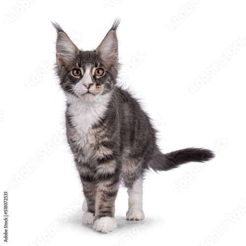 Blue tabby Maine Coon cat kitten, standing facing front. Looking towards camera. Isolated on a white background.