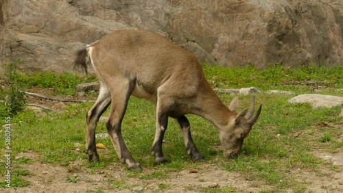 Intimadating Alpine Ibex wild goat at Quebec Canada photo