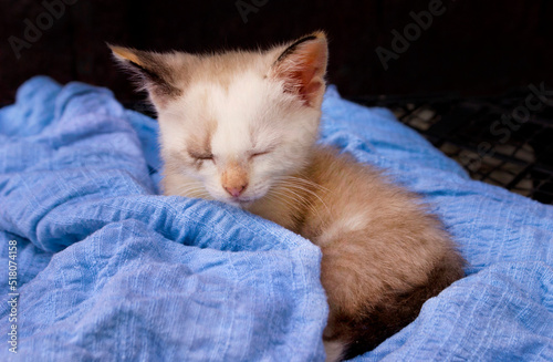 Sleeping little kitten in different shades of brown and white on a summer day on a blue scarf