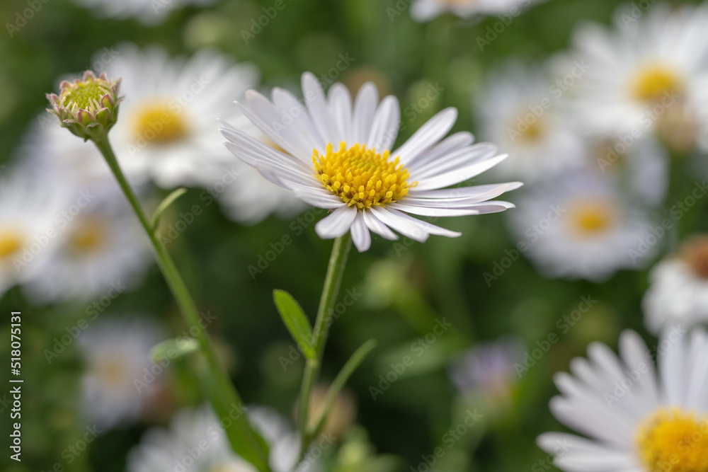 Margeriten Margeriten