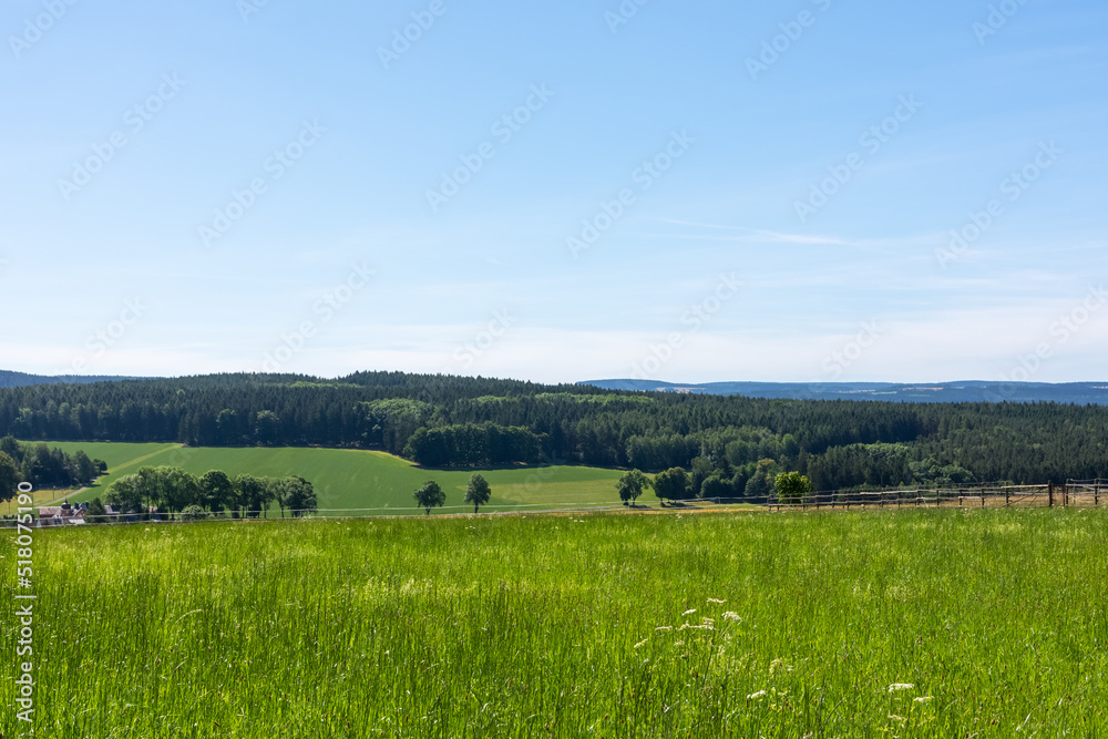 summer landscape with a green meadow