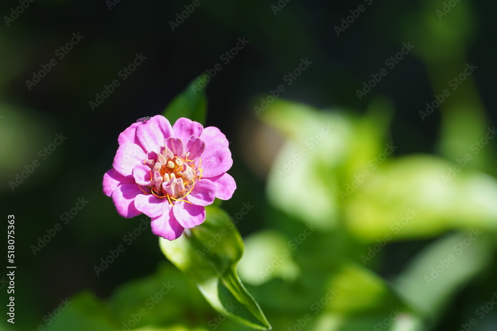violets flower