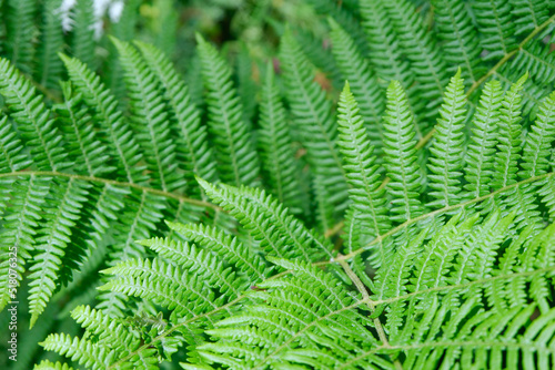 Green fern leaves outside in the wild forest for backgrounds and backdrops. Selective focus