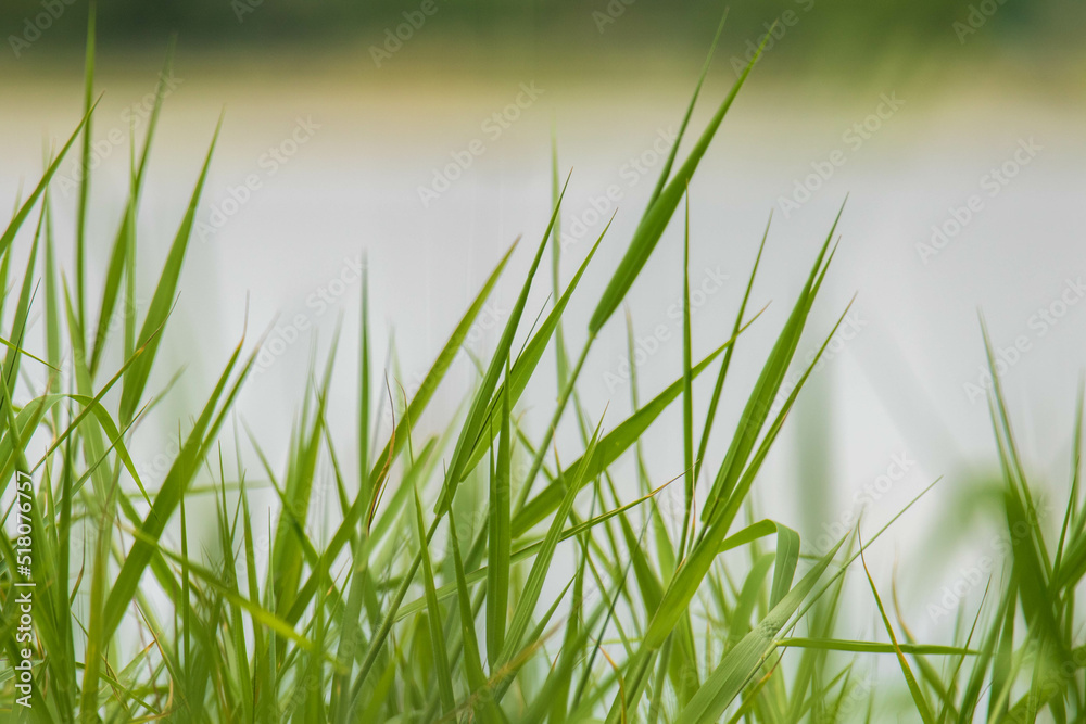 Obraz premium grass in water