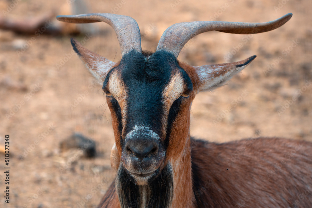 close up of a goat