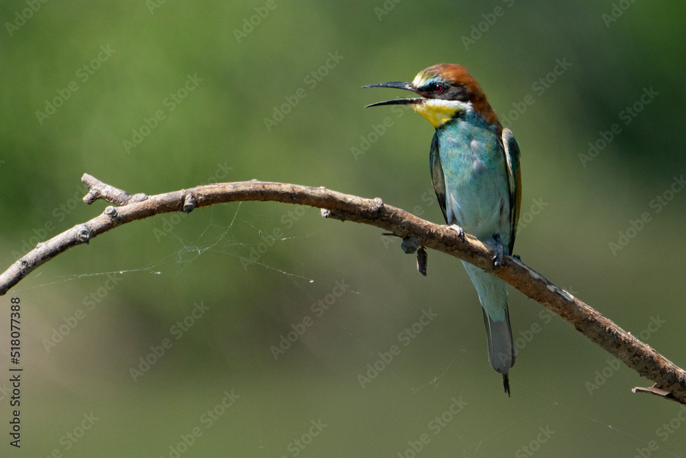 kingfisher on branch