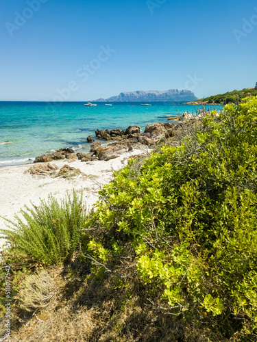 Mediterranean bush, in the background a turquoise sea © Daniele