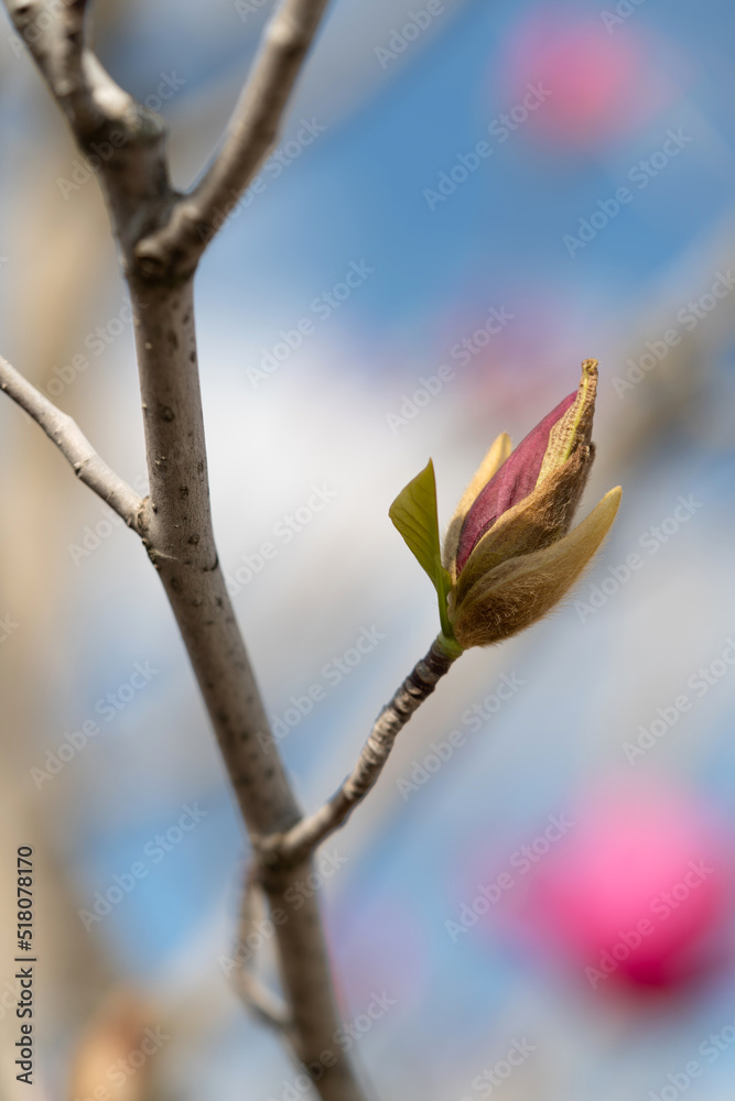 Magnolia is a genus of flowering plants in the Magnoliaceae family Magnolia is a genus of flowering plants in the Magnoliaceae family