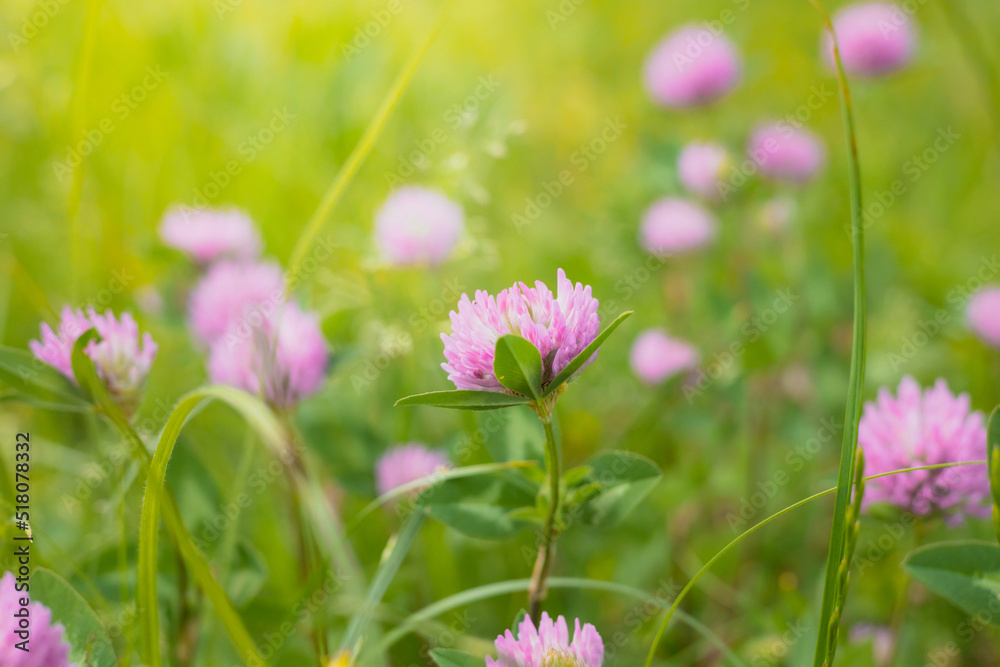 Pink clover flower (Trifolium) in a meadow in spring. Pink clover flower (Trifolium) in a meadow in spring.