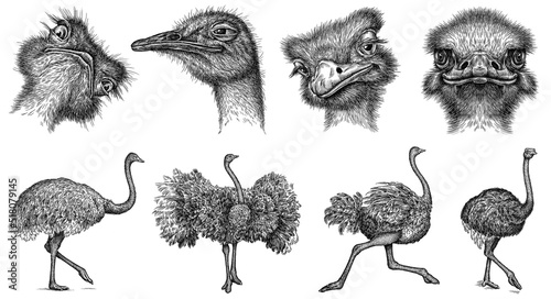 Vintage engrave isolated ostrich set illustration ink sketch. Wild bird background Africa art