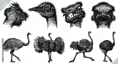 Vintage engrave isolated ostrich set illustration ink sketch. Wild bird background Africa vector art