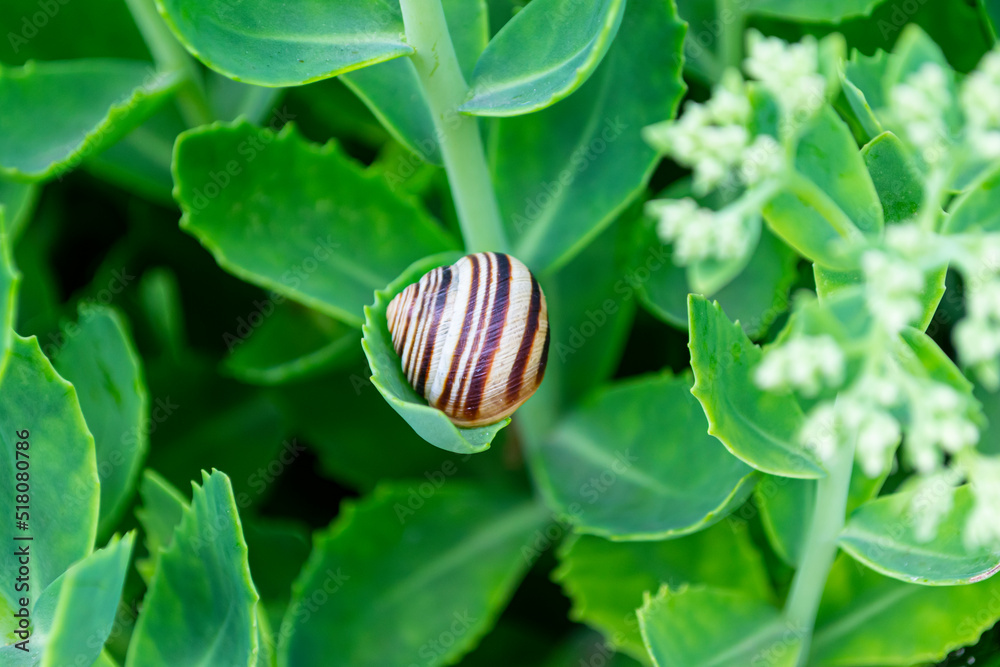 snail on a green leaf snail on a green leaf