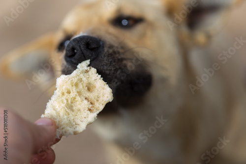 dog eats bread from the hands of the owner