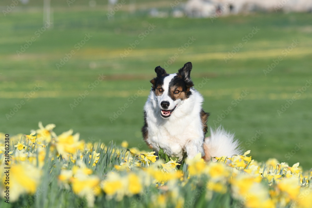 Un chien de race border collie dans un champ de jonquilles en été