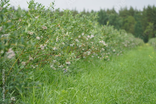 Blueberry plantation. A field with blueberry bushes. berries on the bushes.