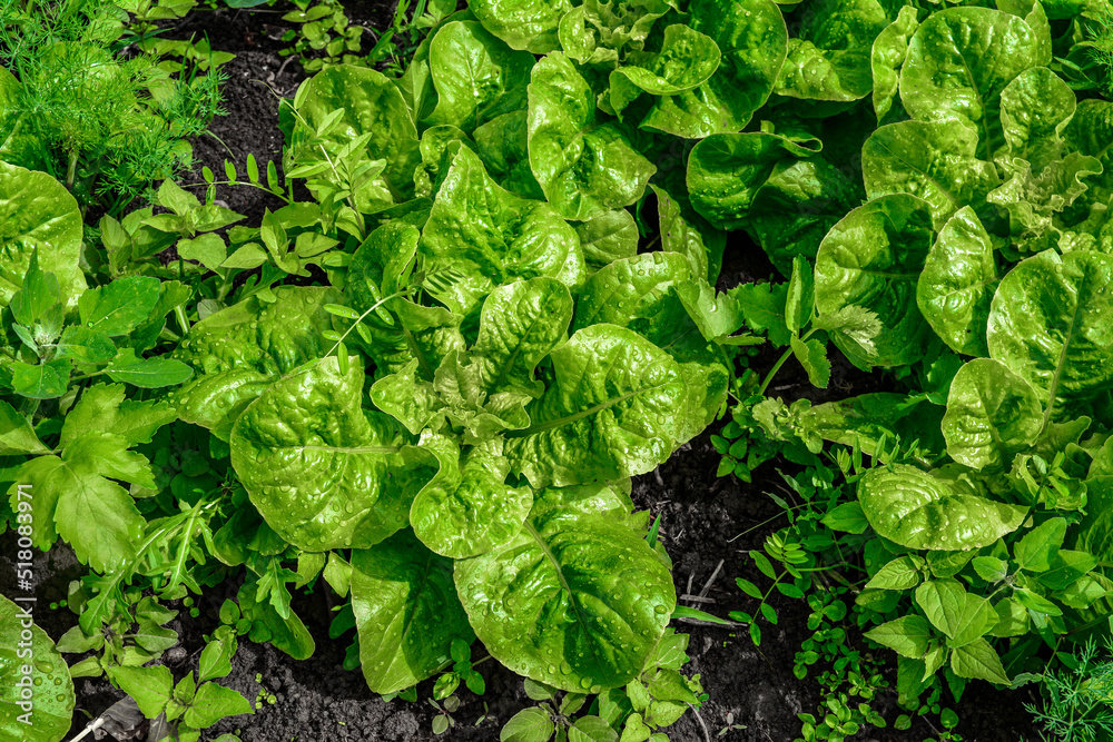 Close Up of green lettuce leaves Close Up of green lettuce leaves