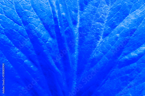Texture of a blue leaf of a plant close-up. The perfect backdrop for your presentation © Елена Дигилевич