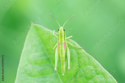 Grasshopper in the grass- close up view