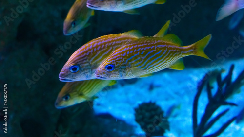 Spectacular Schooling Fish A Colorful Dance Underwater © Svetlana
