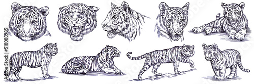 Vintage engrave isolated tiger set illustration ink sketch. Wild cat background bengal art