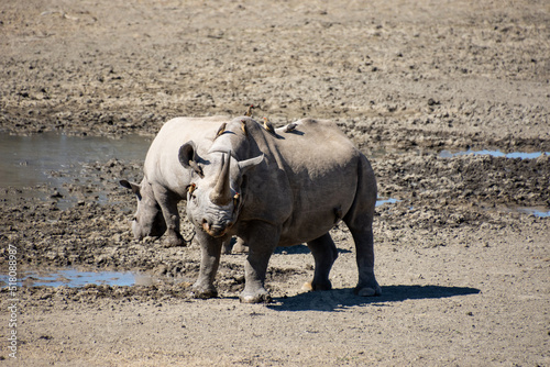 Black Rhino Mother And Calf