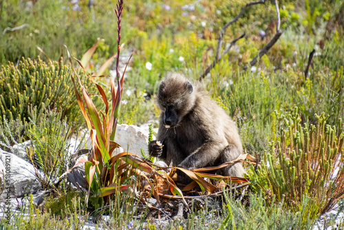 Chacma Baboon Eating