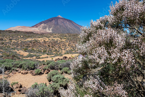 White retama flower with scenic view on volcano Pico del Teide and Montana Blanca, Mount El Teide National Park, Tenerife, Canary Islands, Spain, Europe. Hiking trail to La Fortaleza from El Portillo photo