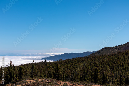 Panoramic view on massive Canarian pine tree forest seen from Riscos de la Fortaleza, Mount El Teide National Park, Tenerife, Canary Islands, Spain, Europe. The valley is covered with thick clouds