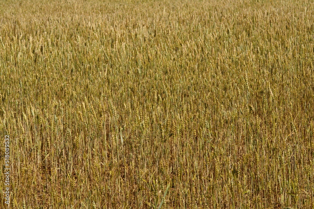 Field with yellow ripe rye. The ears move in the wind. Field with yellow ripe rye. The ears move in the wind.