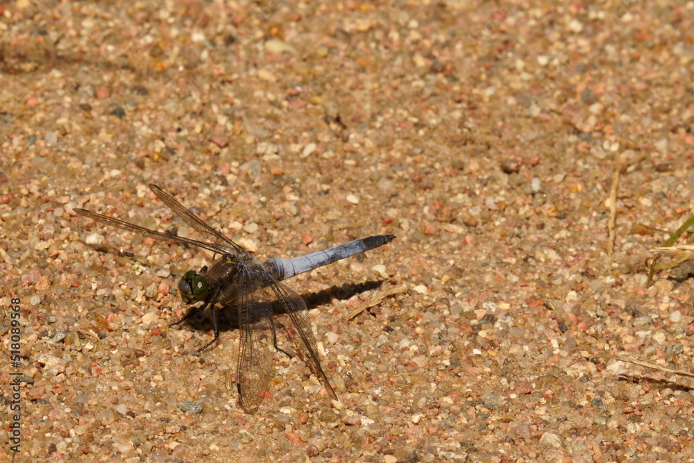 The dragonfly sits on a sandy path. The dragonfly has green eyes and a blue belly. The dragonfly sits on a sandy path. The dragonfly has green eyes and a blue belly.