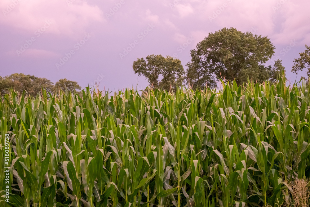 Obraz premium Field with corn on the slope of a hill below a blue sky in the light of sunset in summer. High quality photo