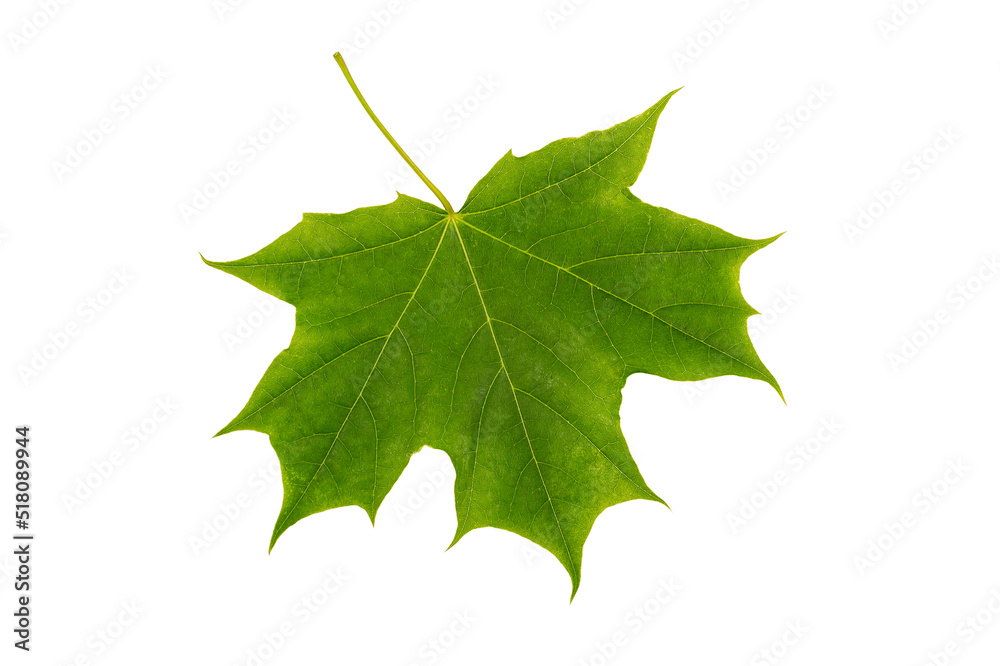 Fototapeta premium Green maple leaf close-up isolated on white background