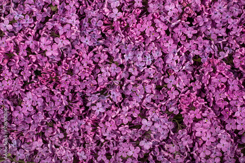 Floral background of purple lilac flowers © arhat