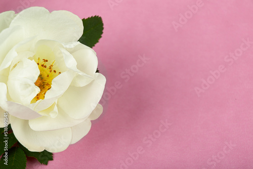 Flower spike, white rose large-scale plan on pink background, macro-volume, aposematic photo