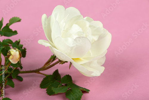 Rosehip flower, white rose close-up on pink background, macro photography