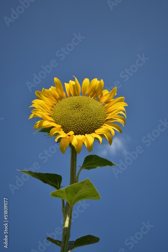 FIORE DI GIRASOLE  .BACGROUND.TEXTURE