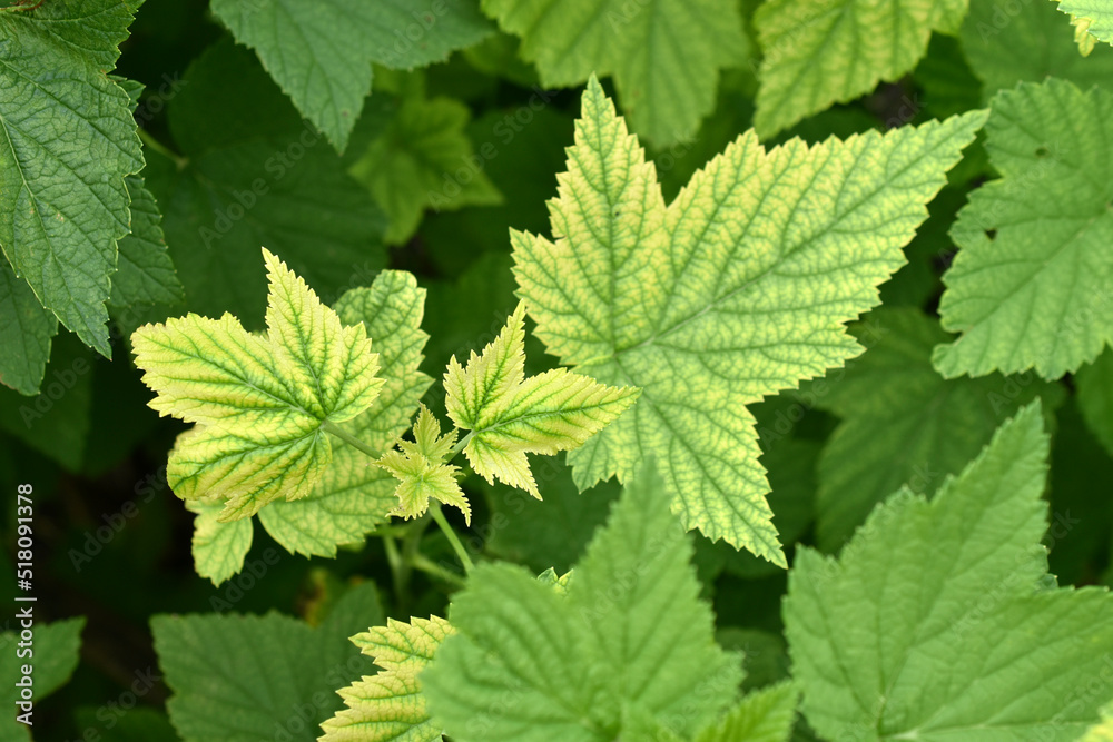 Juicy beautiful green currant leaves close-up. Currant in the garden. Juicy beautiful green currant leaves close-up. Currant in the garden.