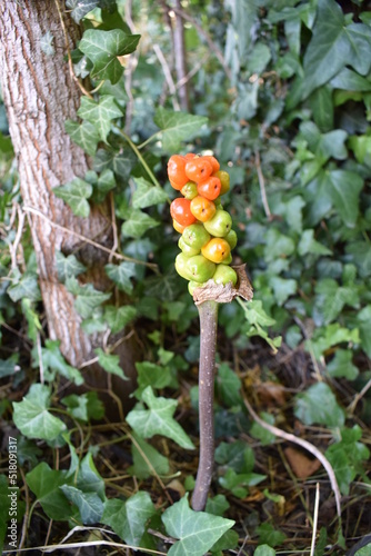 BACCA DEL BOSCO,BACKGROUND,TEXTURE